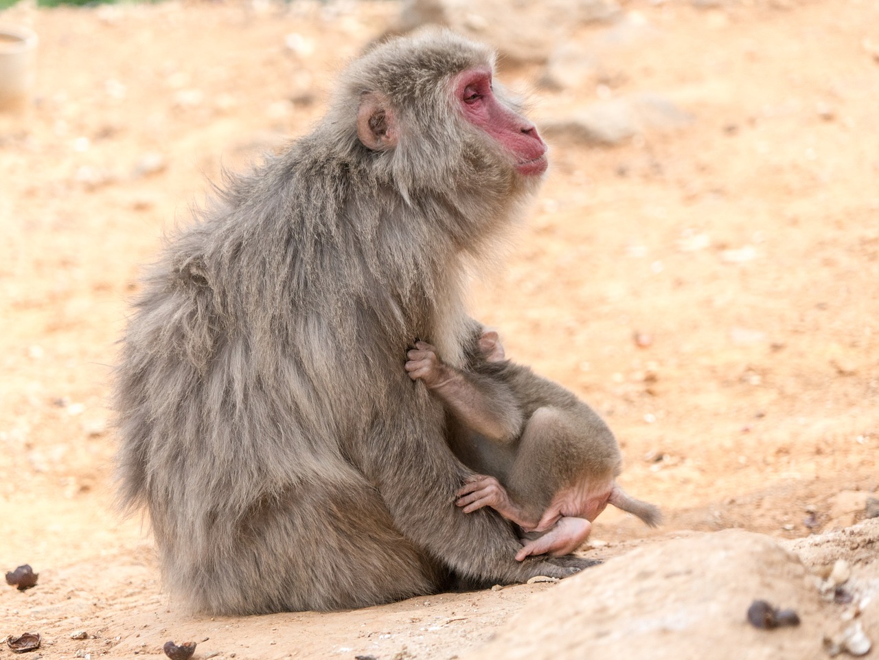 monkey mother baby free photo