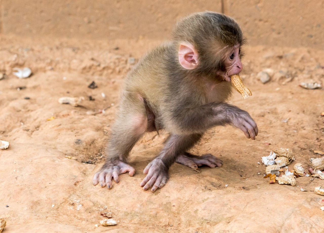 monkey baby eating peanut free photo