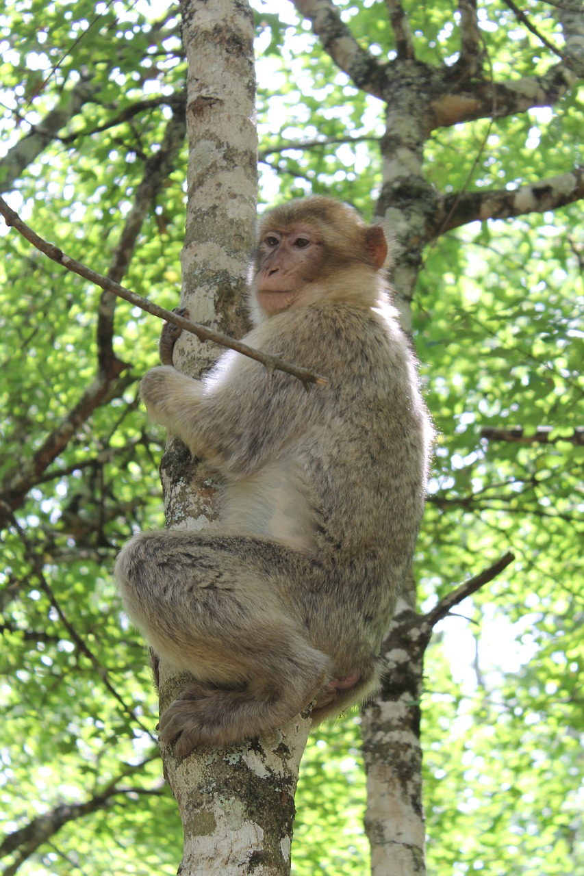 monkey animal park zoo free photo