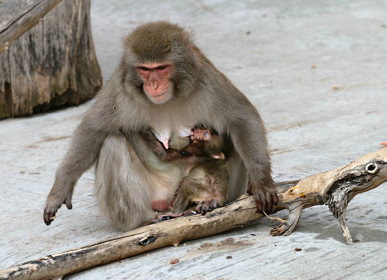 monkey young feeding free photo