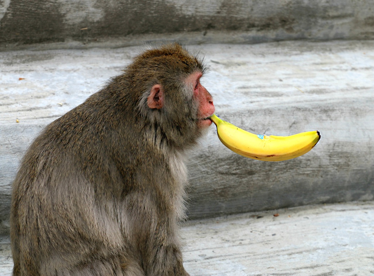 monkey banana smoking free photo