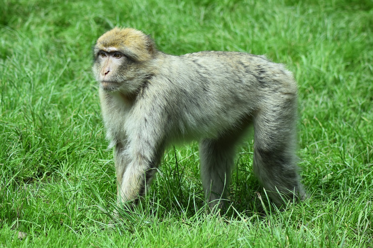 monkey animal primate free photo