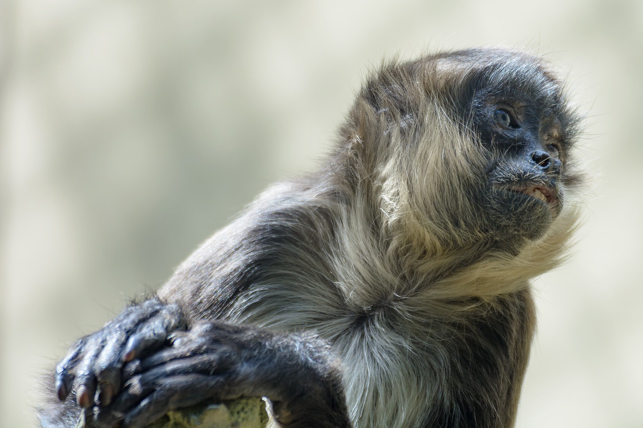 monkey head animal portrait free photo