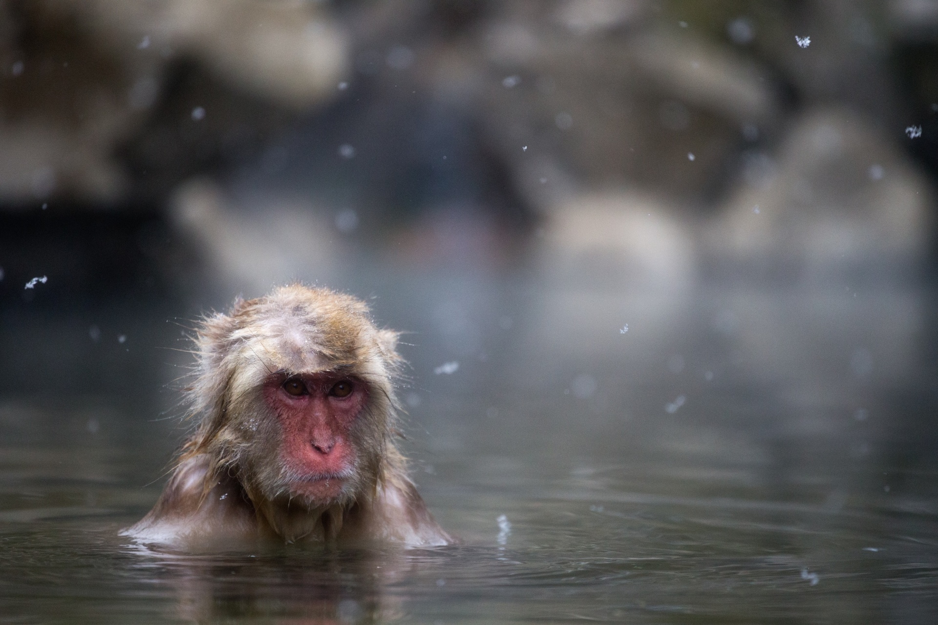 monkey macaque japan free photo