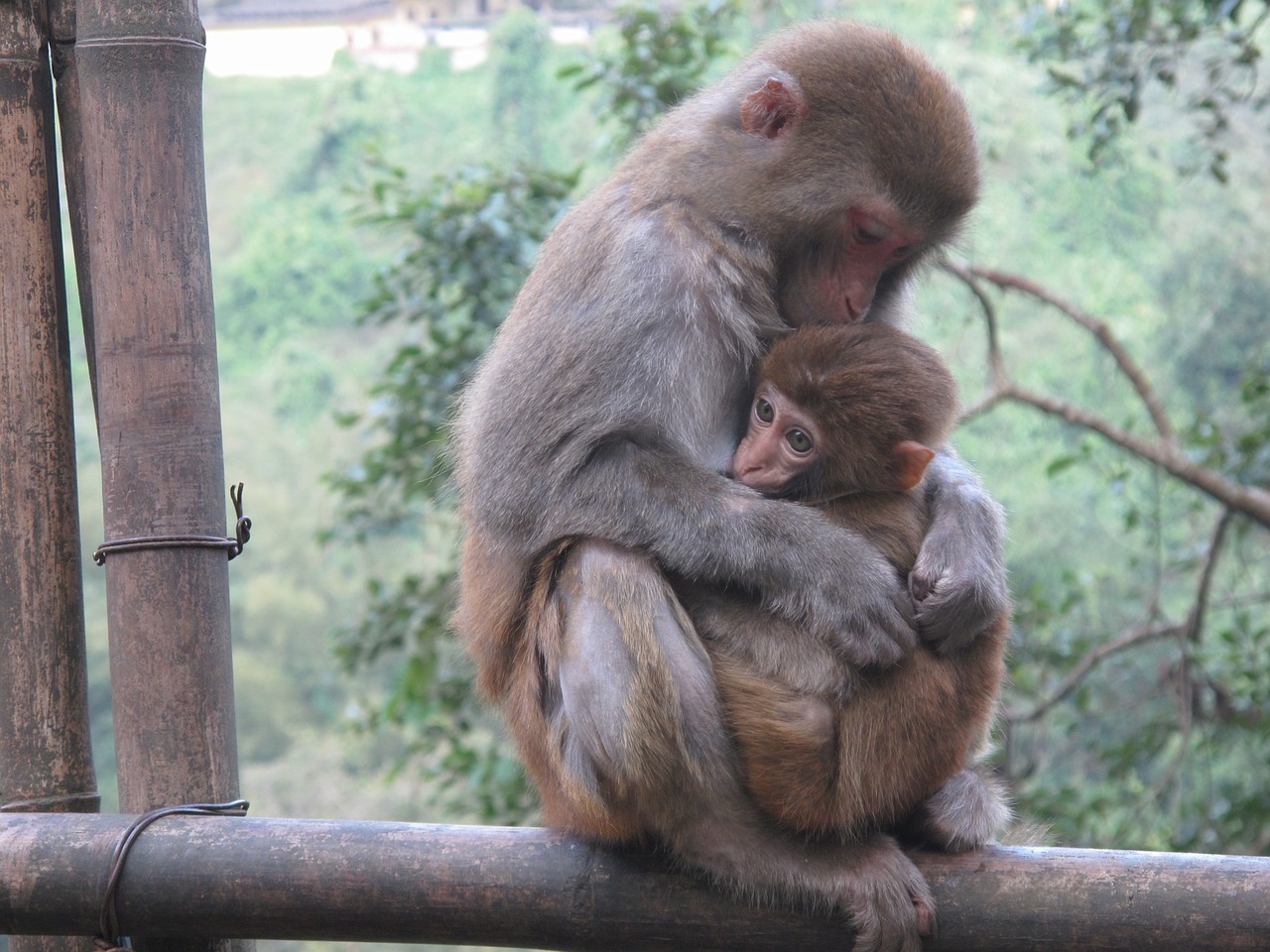 monkey macaque animal free photo