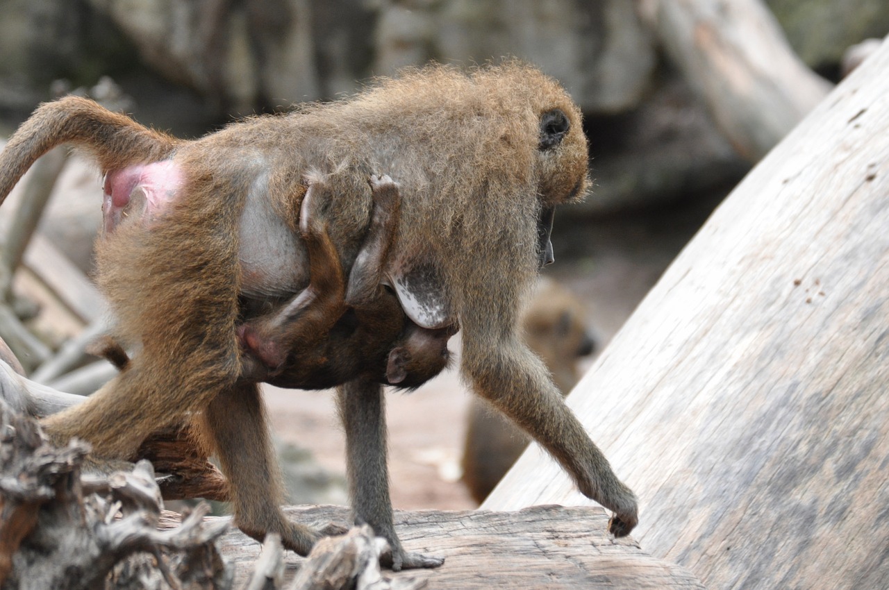 monkey baboon zoo free photo