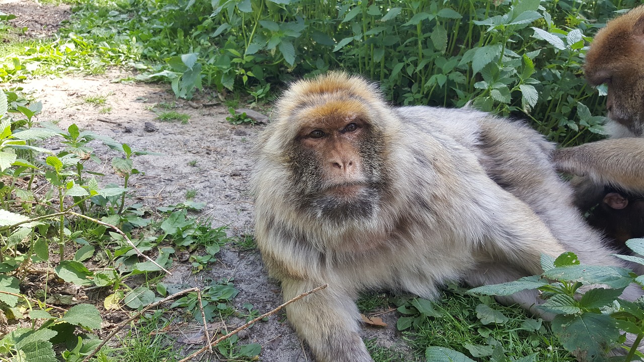 monkey view zoo free photo