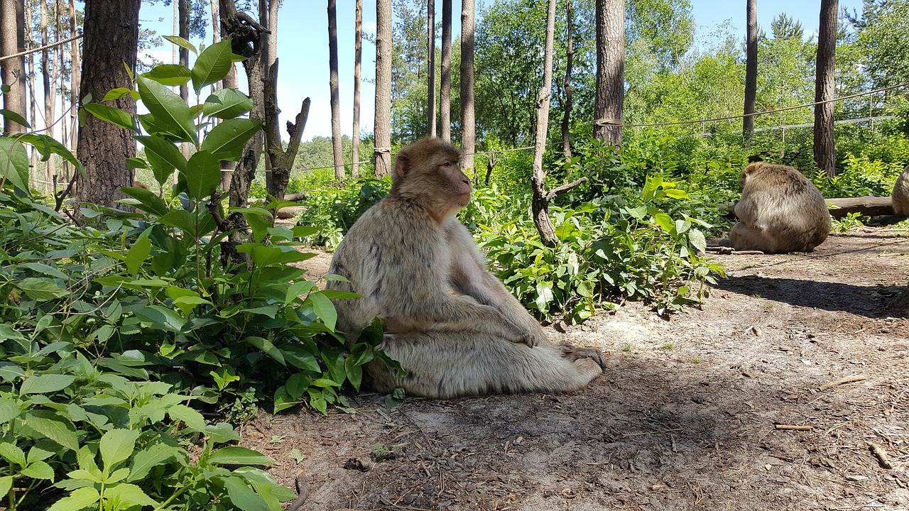 monkey view zoo free photo