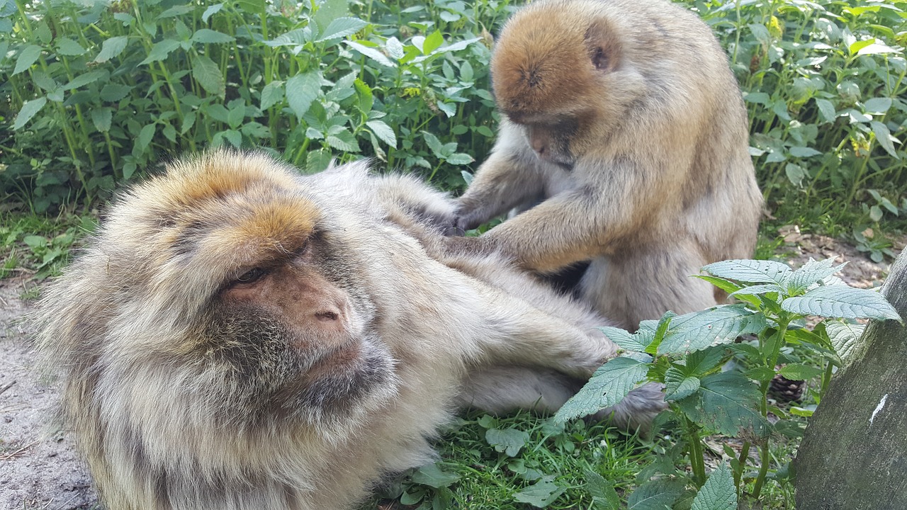 monkey view zoo free photo