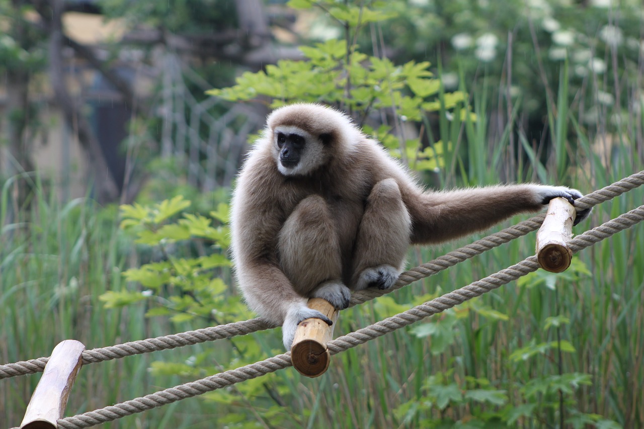 gibbon monkey zoo free photo