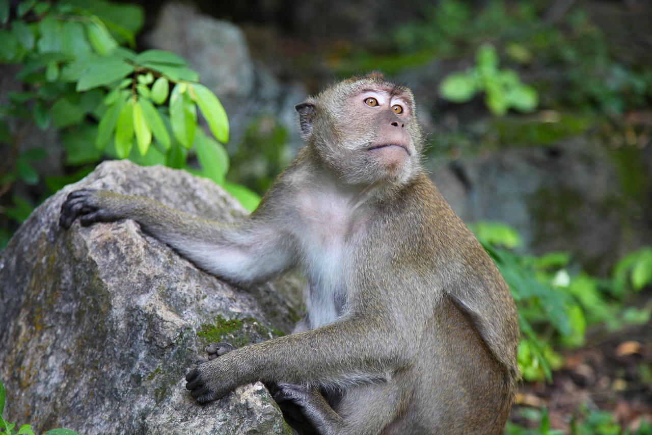 monkey macaque thailand free photo