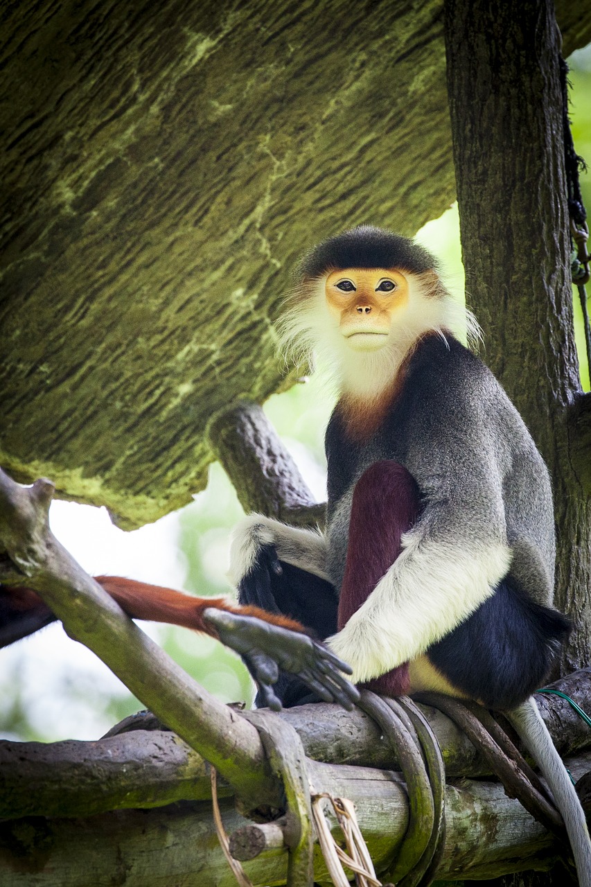 monkey douc douc langur free photo