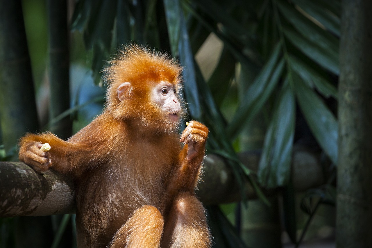 monkey red primates free photo