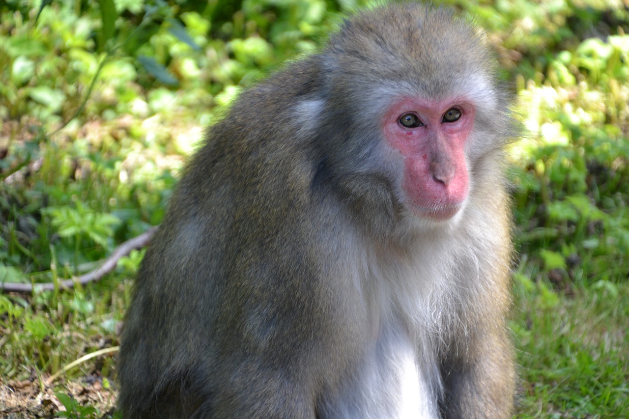 monkey makake view free photo