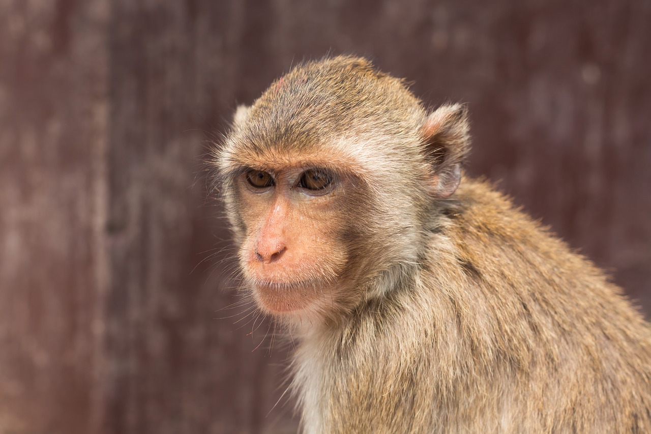 monkey thailand lop buri free photo