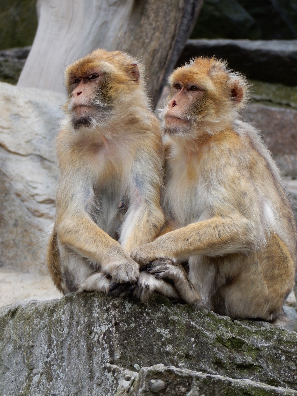 äffchen monkey zoo free photo