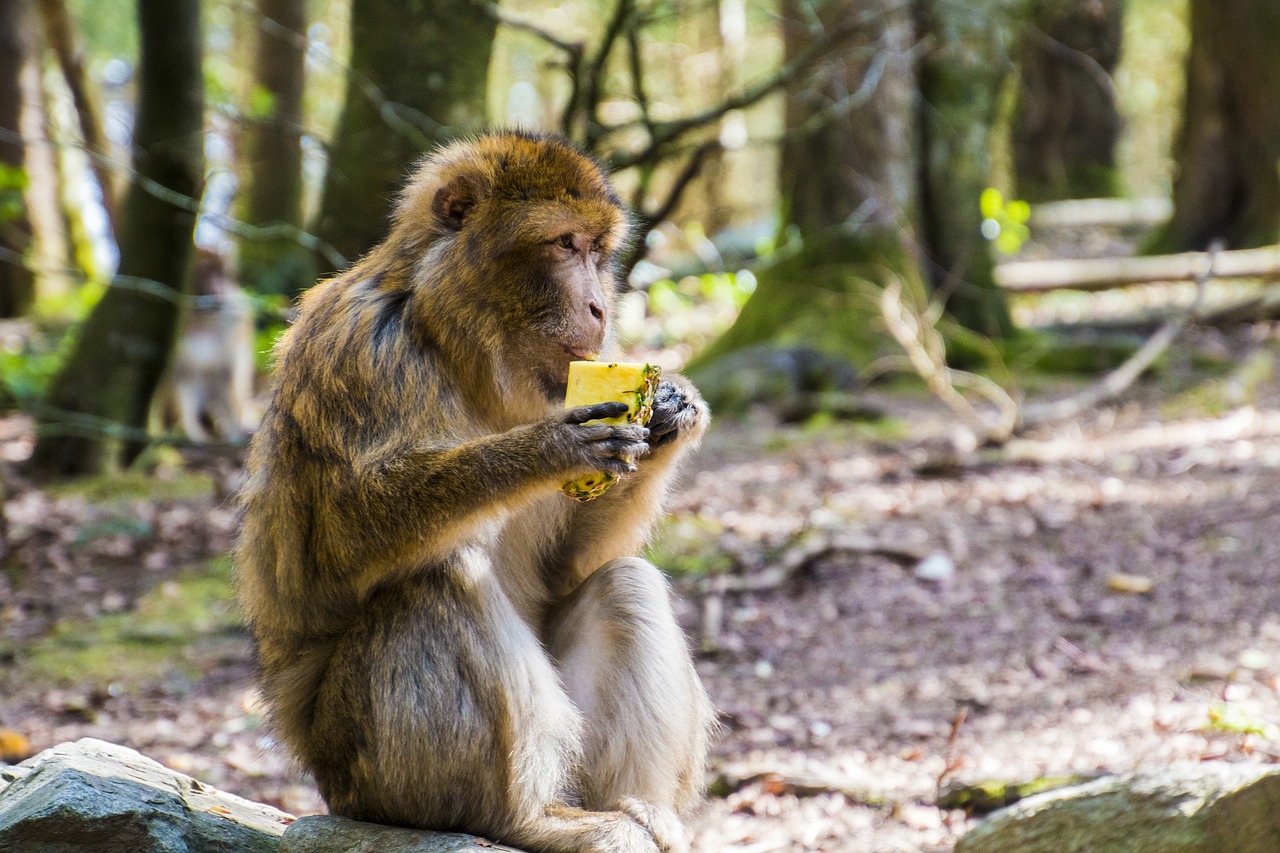 monkey eat barbary ape free photo