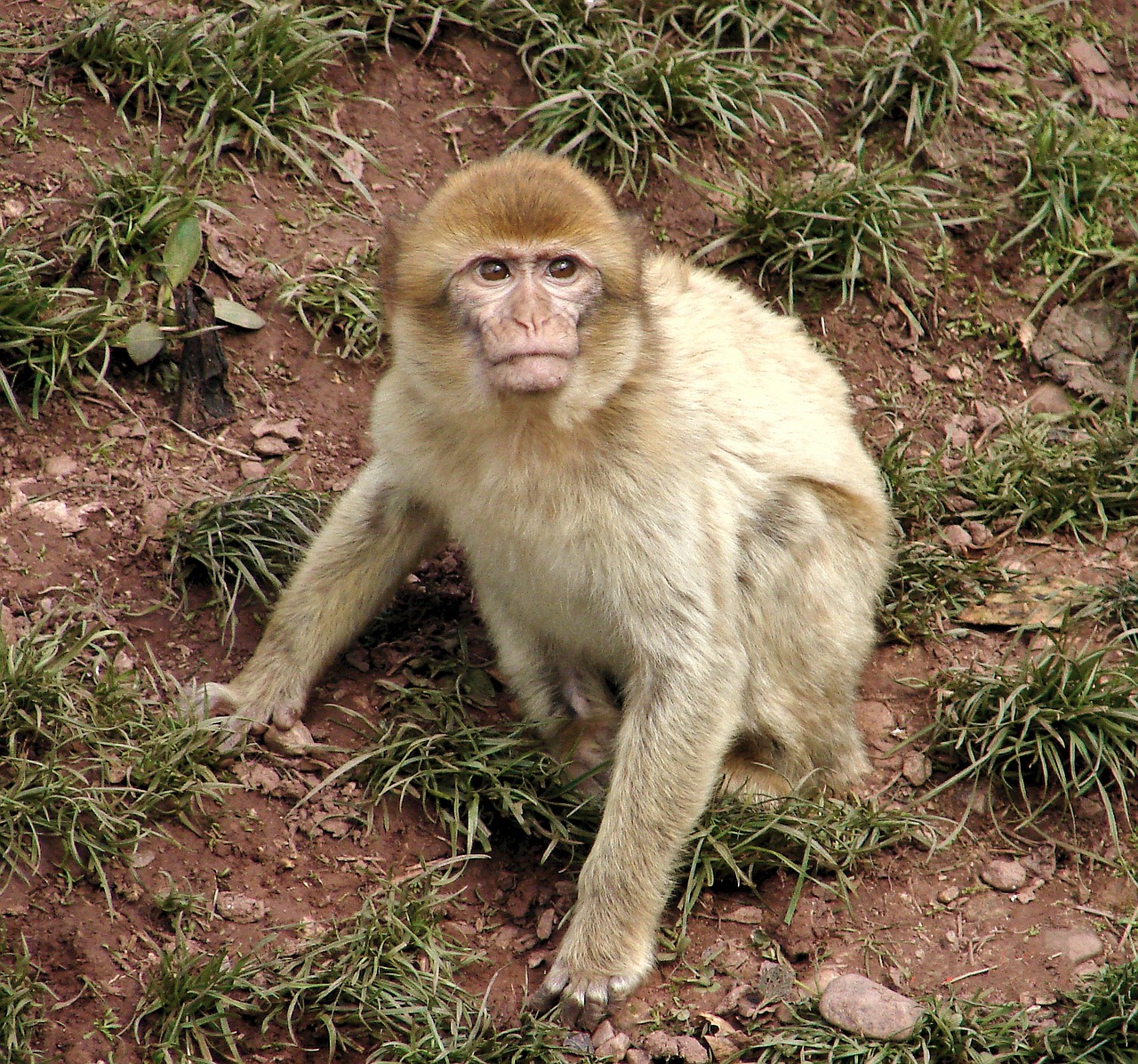monkey animal mammals free photo