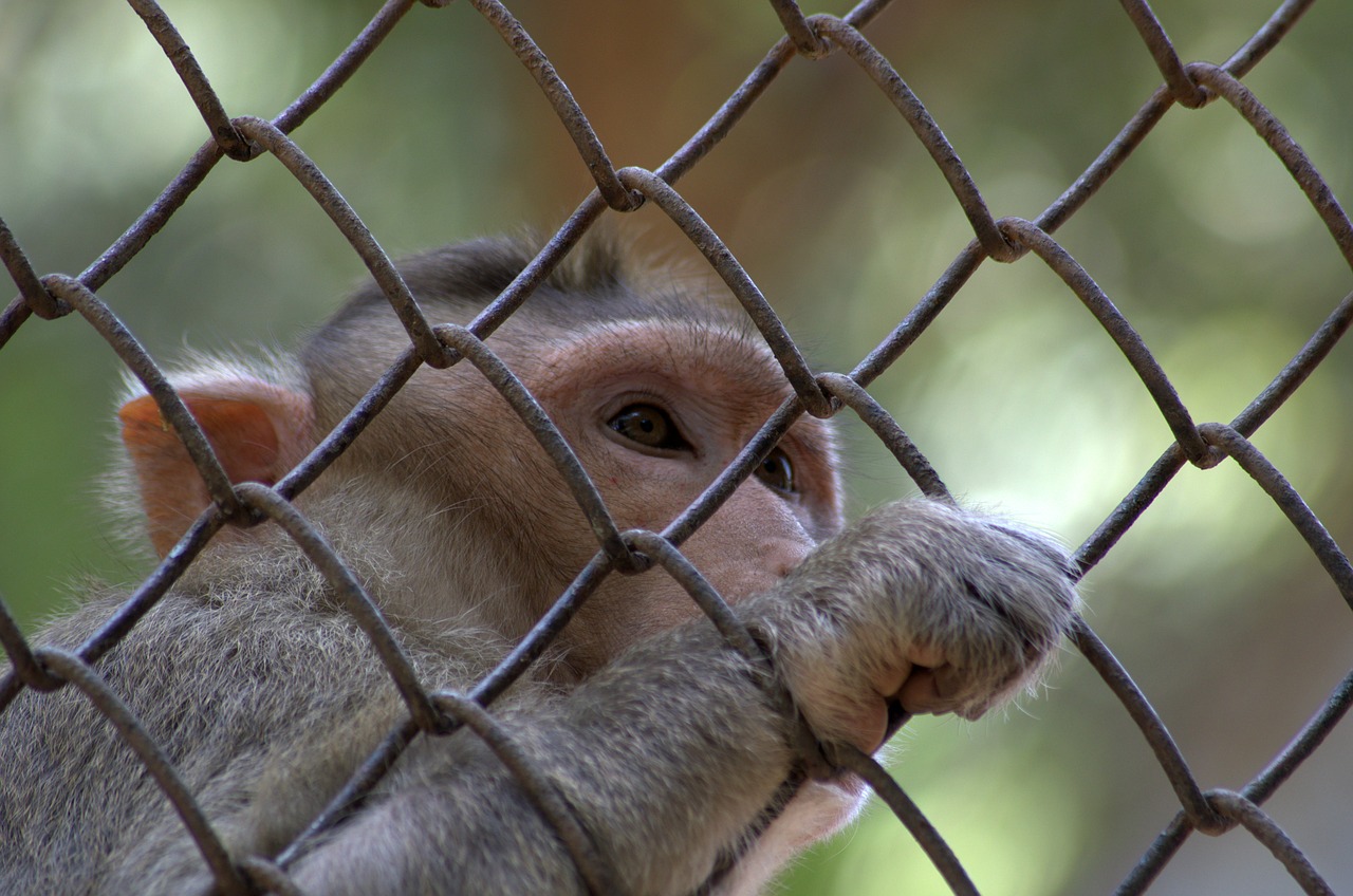 monkey rhesus macaque macaca radiata free photo