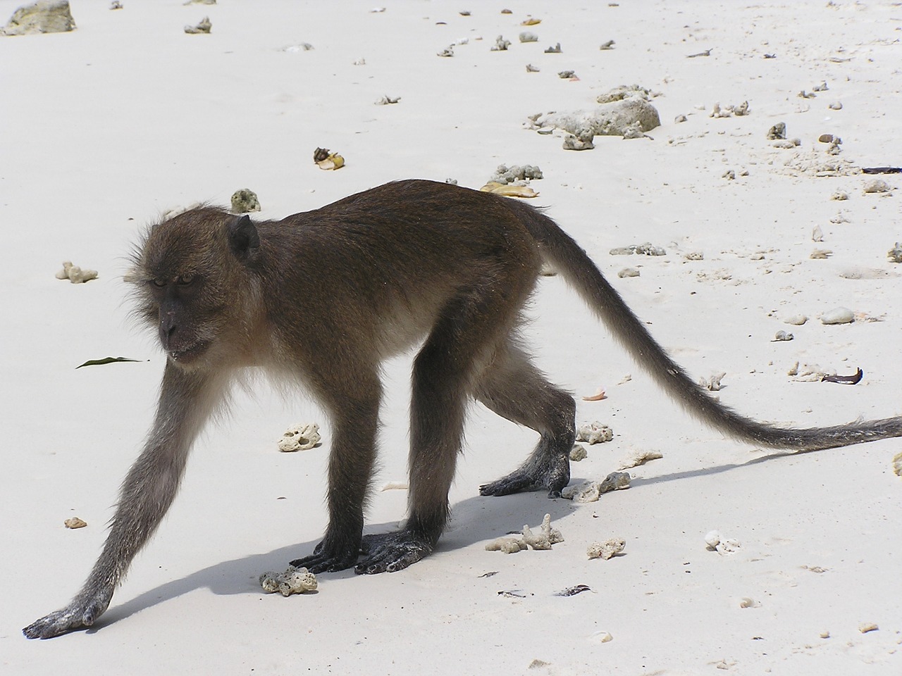 monkey beach wild free photo