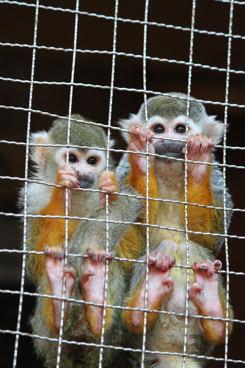 monkey nagasaki bio park zoo free photo
