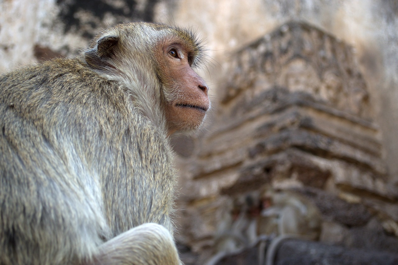 monkey macaque animals free photo