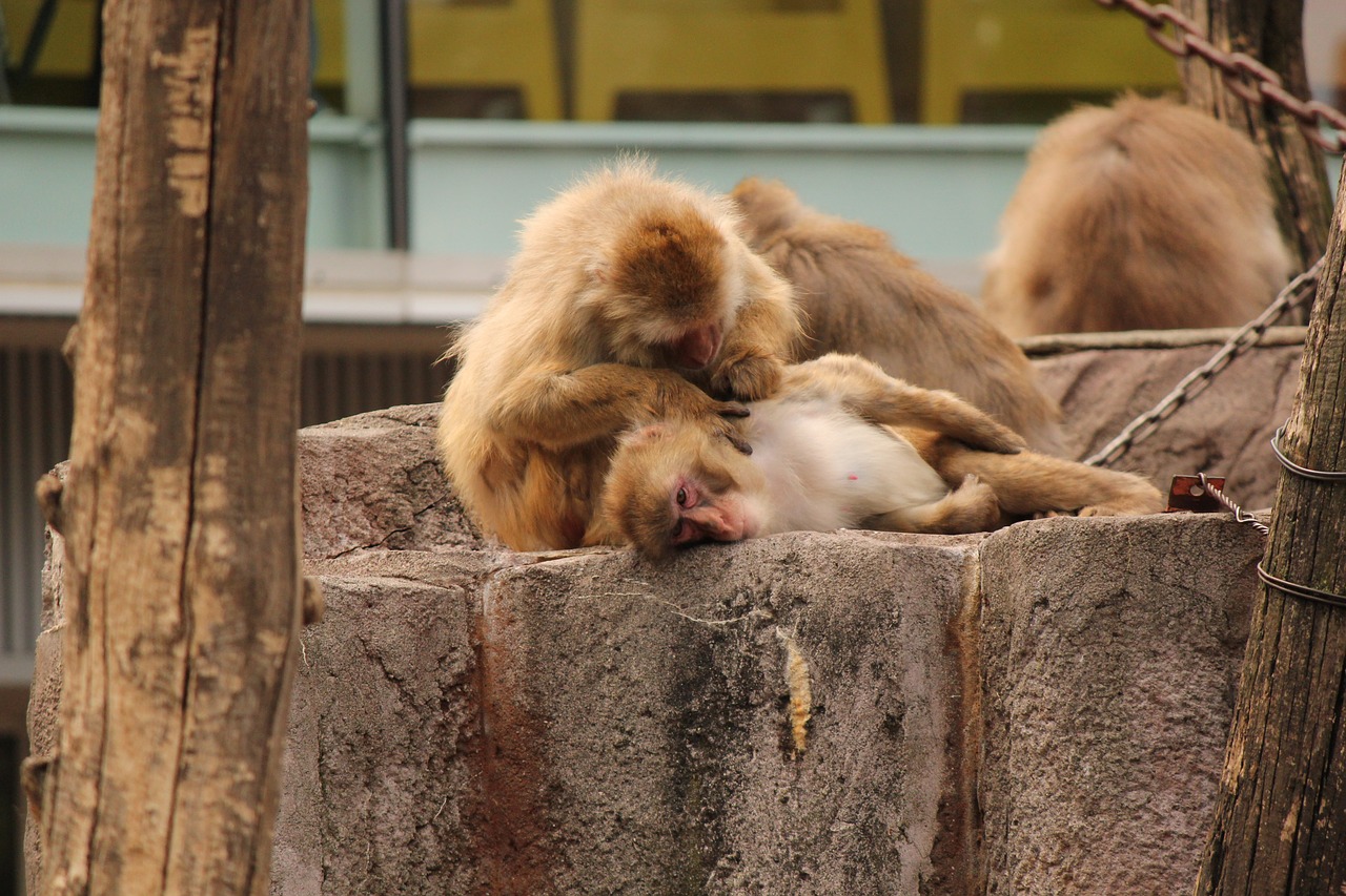 monkey zodiac signs relax free photo