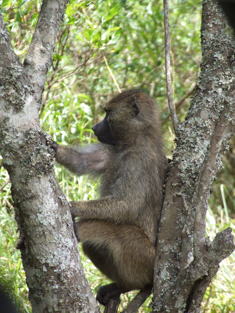 monkey animal world tanzania free photo