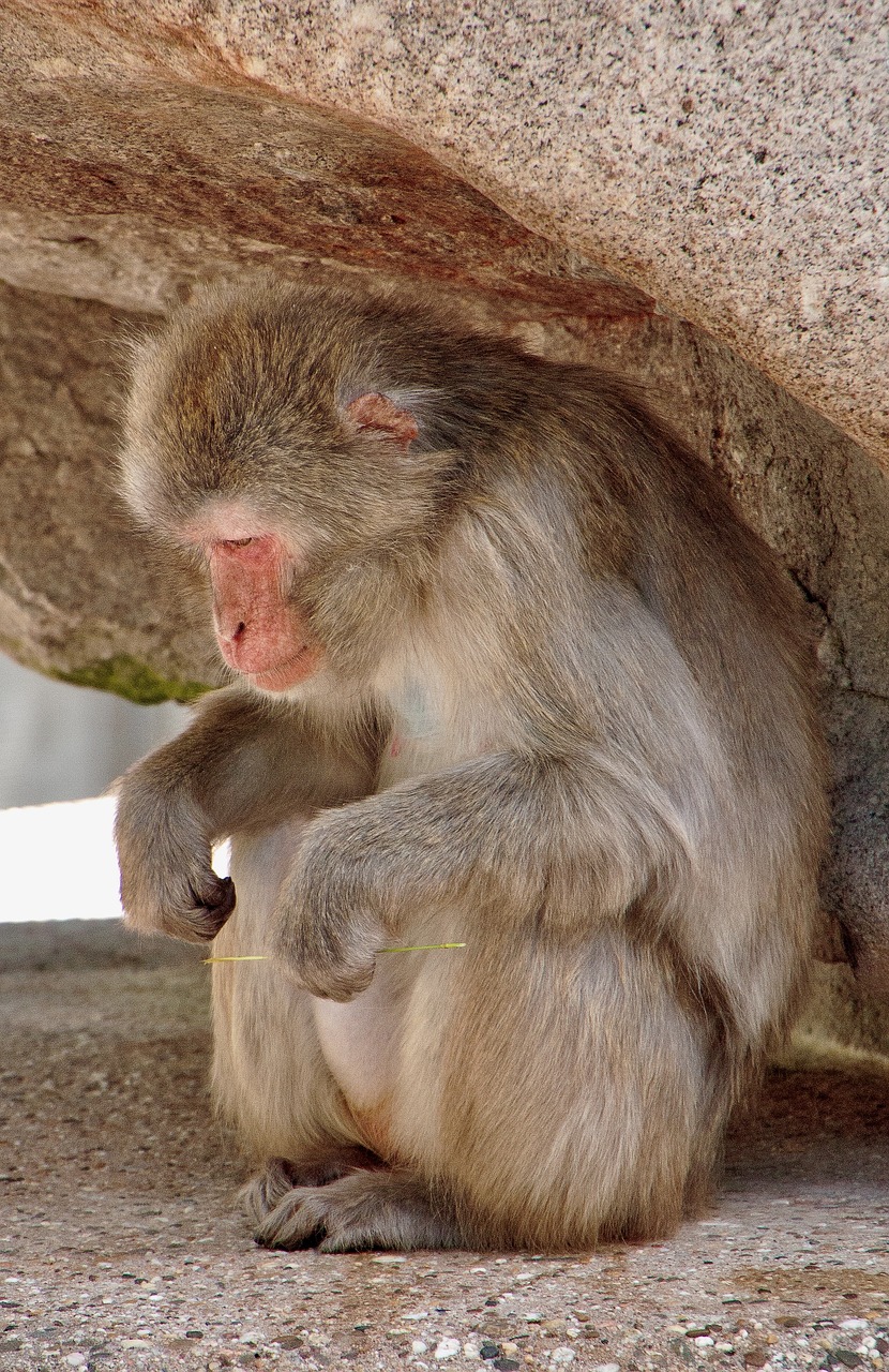 monkey wilhelma stuttgart free photo