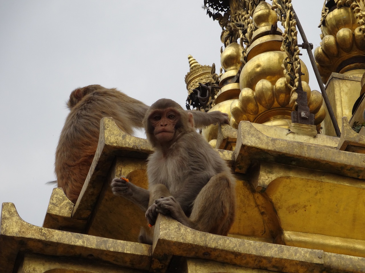 monkey swayambhunath kathmandu free photo