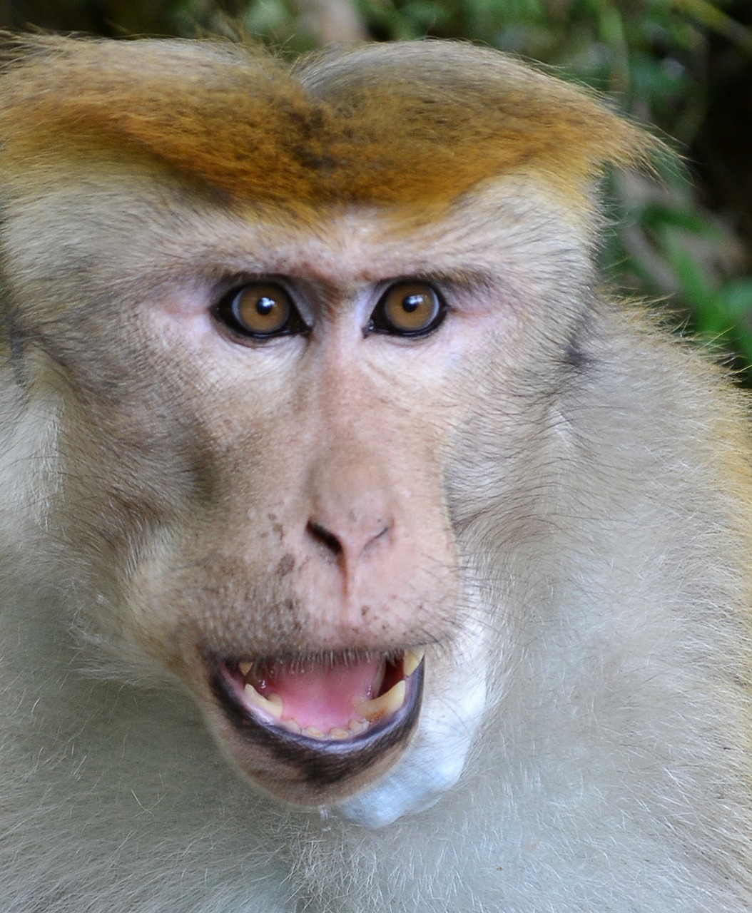 monkey monkey face face free photo