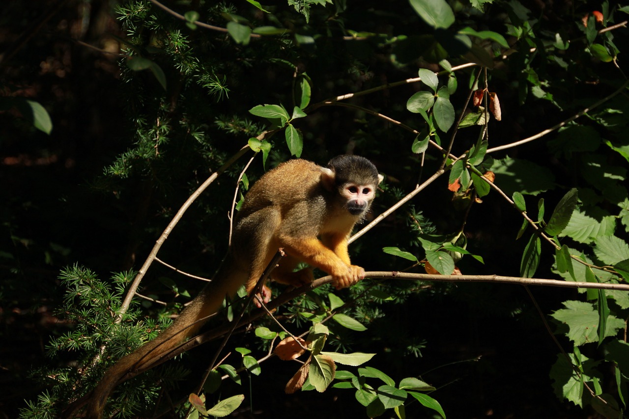 monkey forest zoo free photo