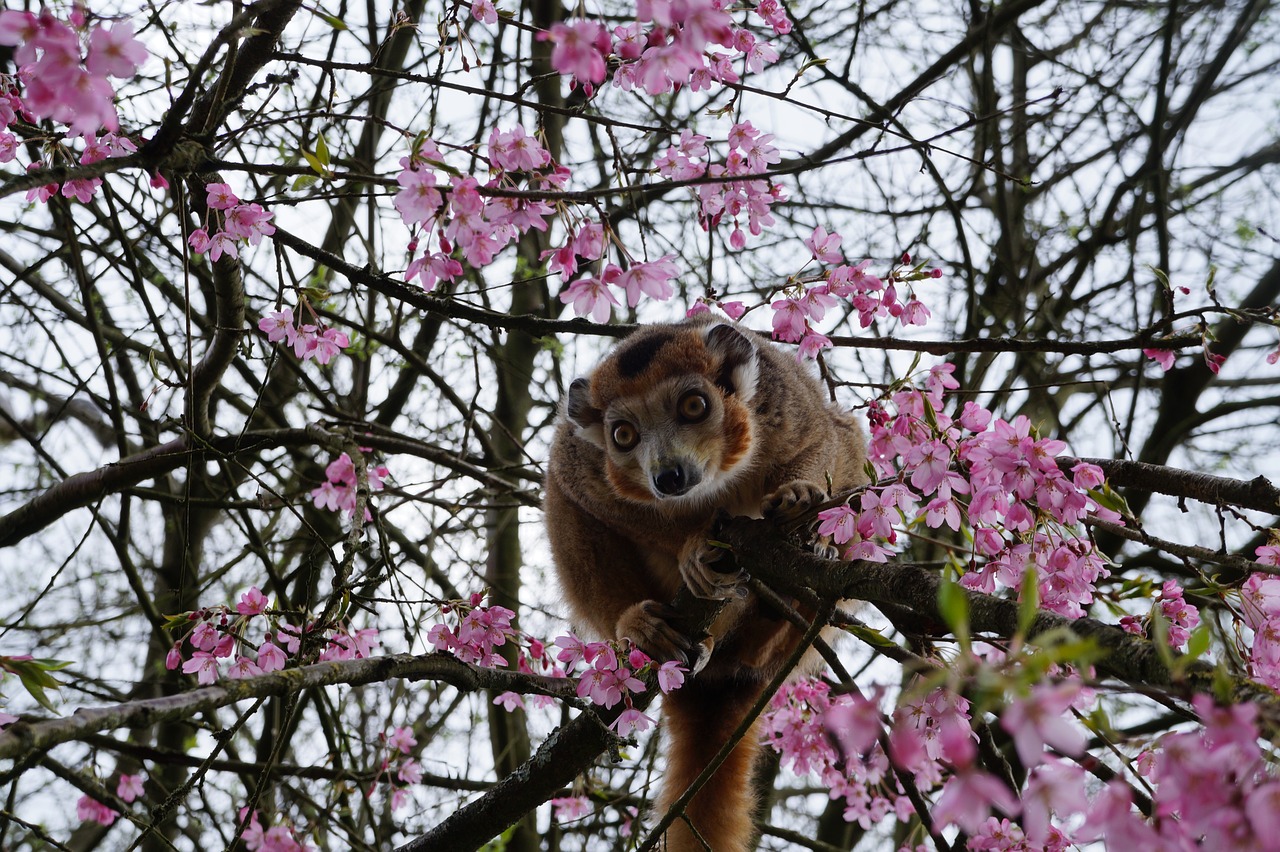 monkey tree zoo free photo