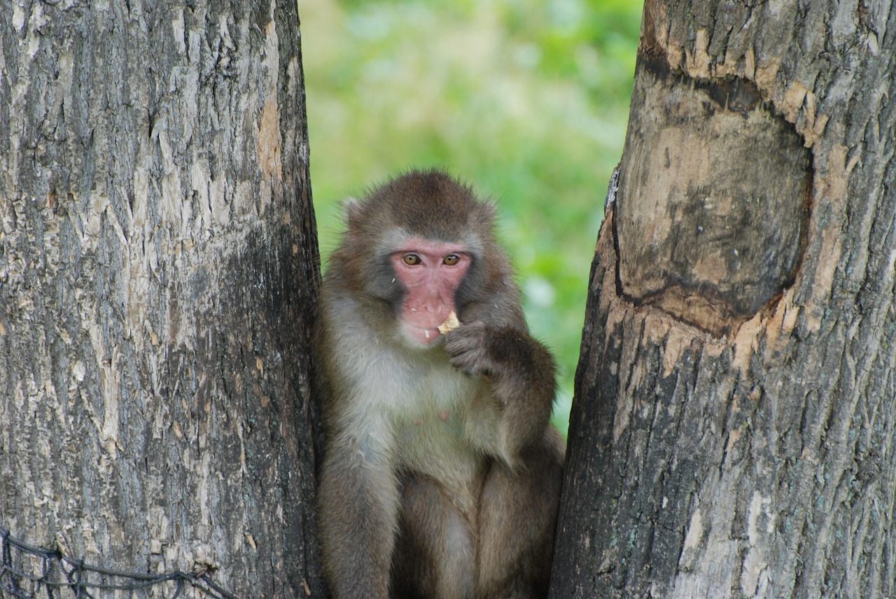 monkey macaque animal free photo