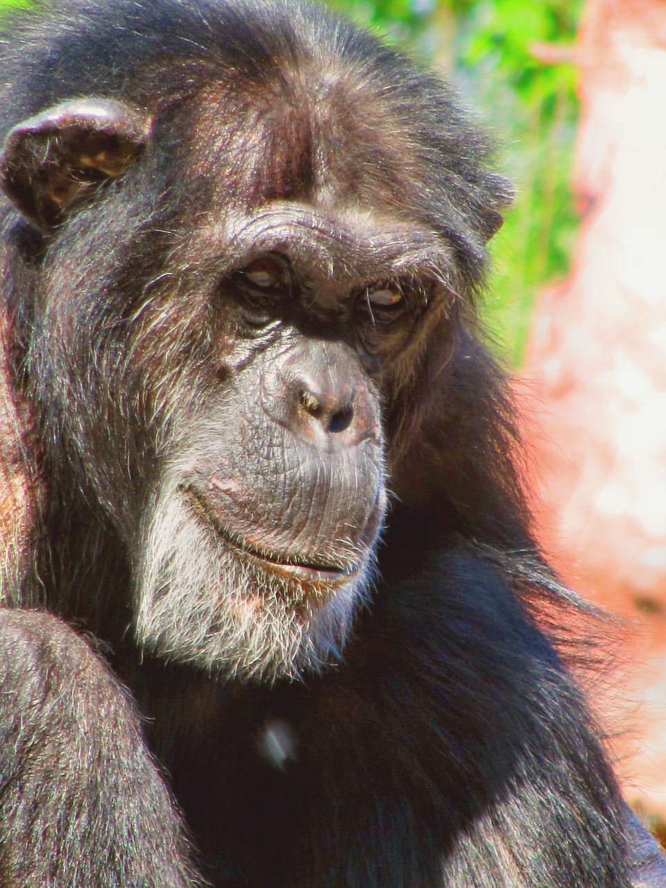 monkey chimpanzee animal free photo