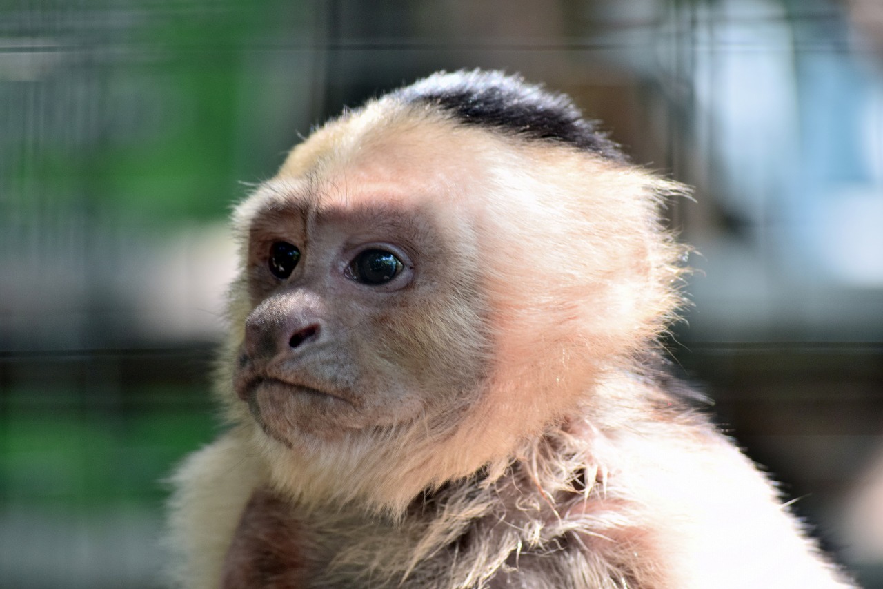 monkey animal nature free photo