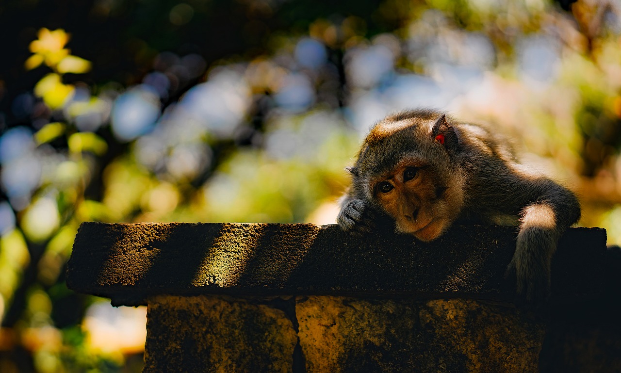 monkey animal wildlife free photo