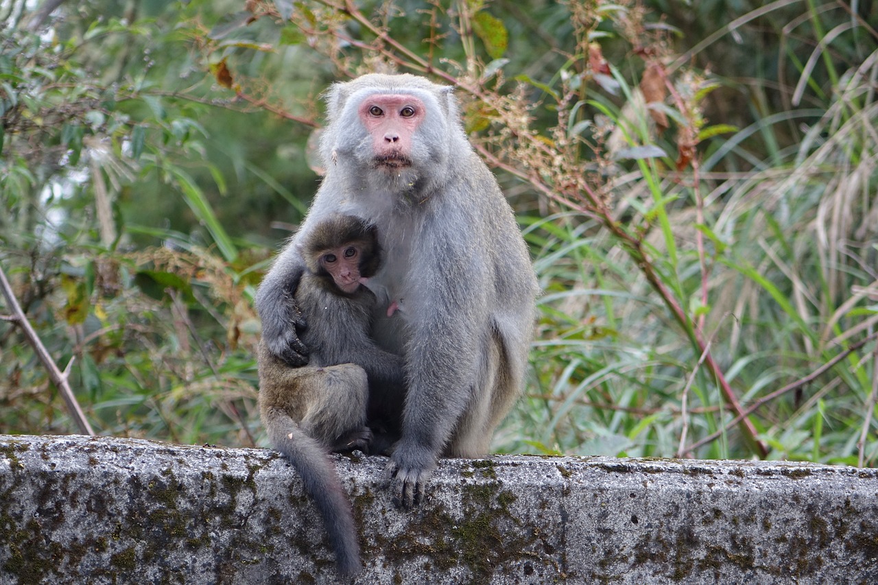 monkey taiwan wild monkeys mother and son free photo