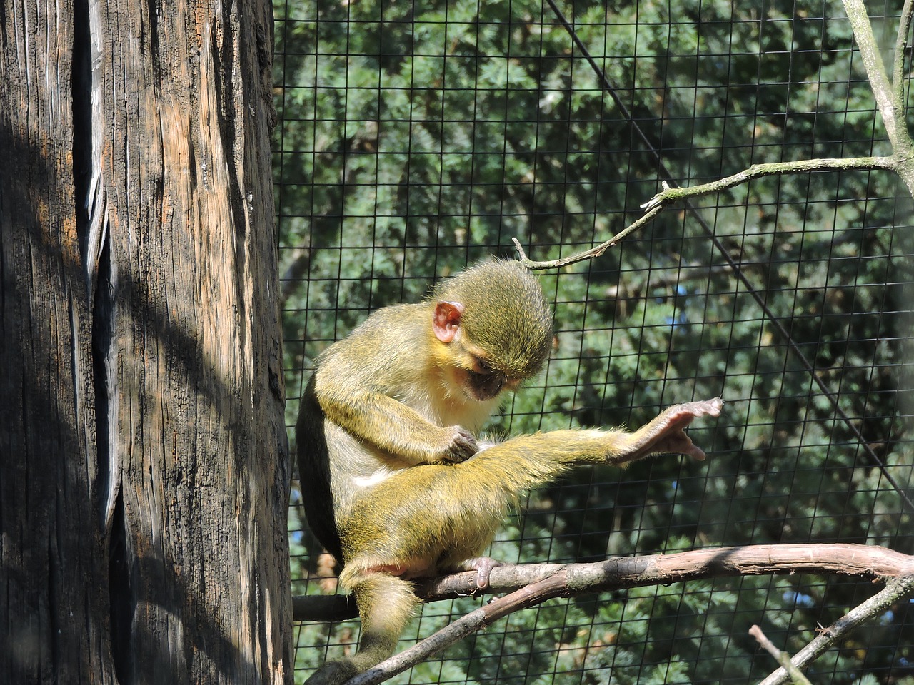 monkey zoo the prague zoo free photo