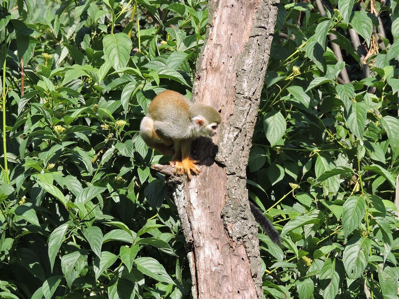 monkey tree small free photo