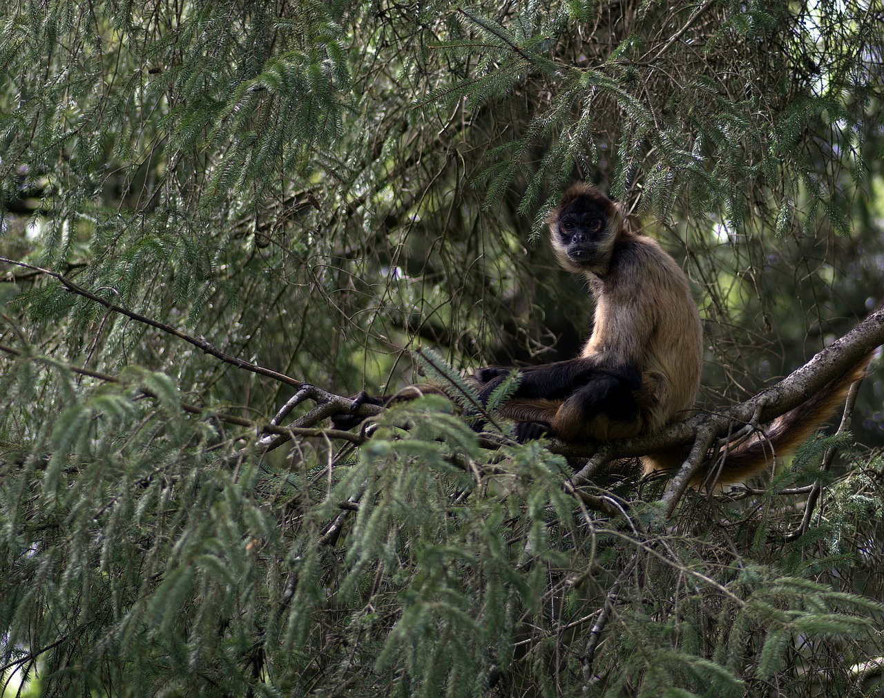 monkey primate animal free photo