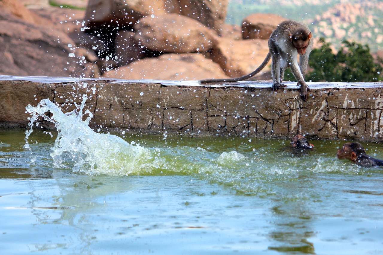 monkey water play free photo