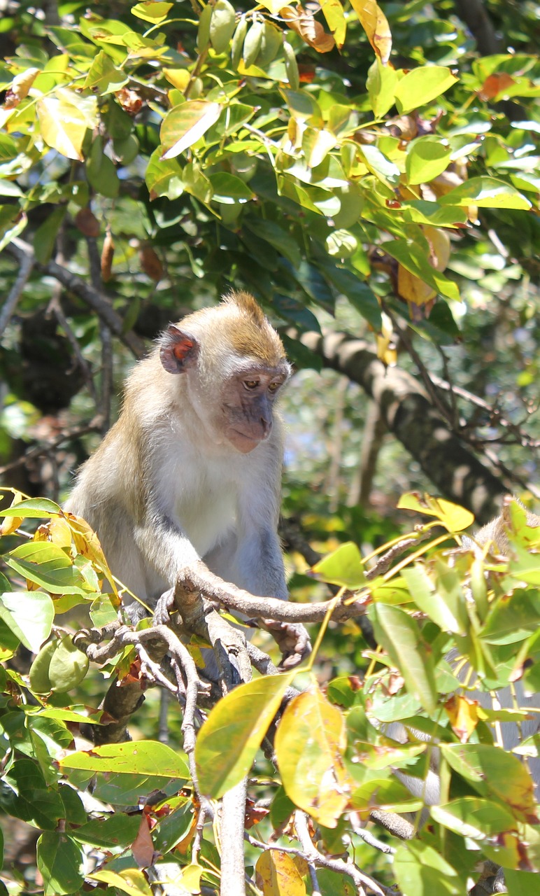 monkey tree nature free photo