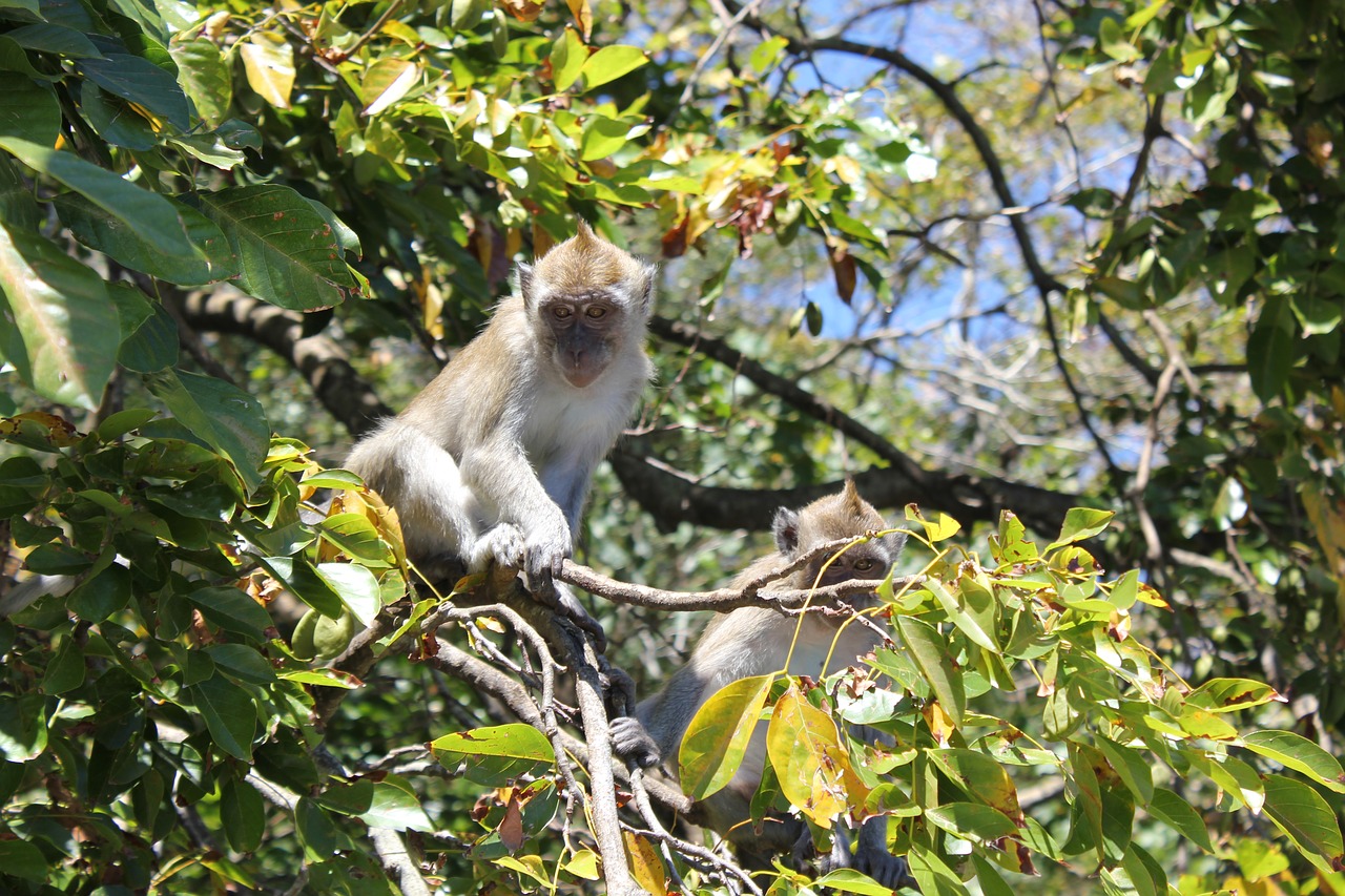 monkey tree nature free photo