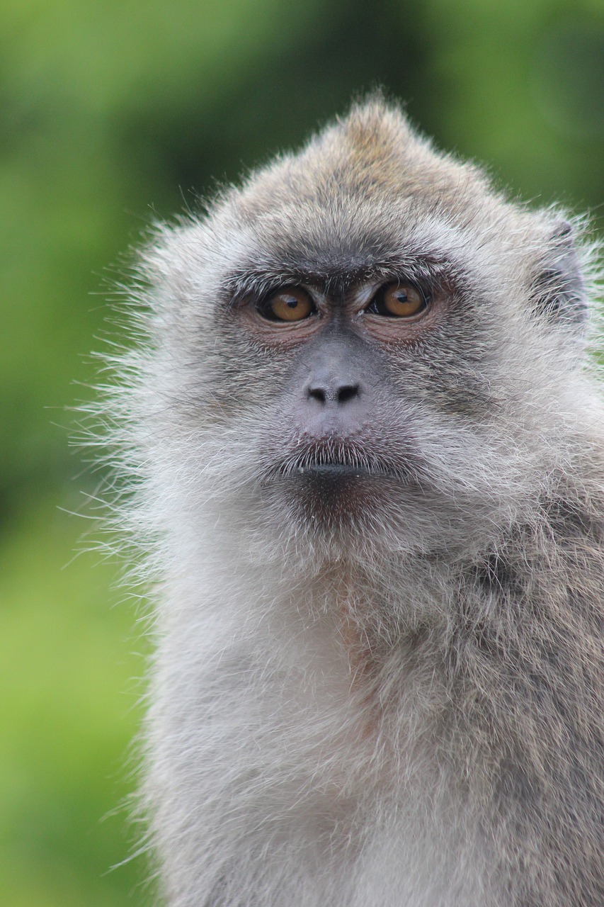 monkey portrait nature free photo