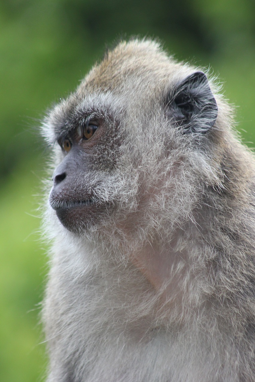 monkey portrait nature free photo