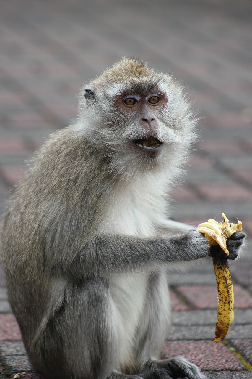 monkey portrait nature free photo