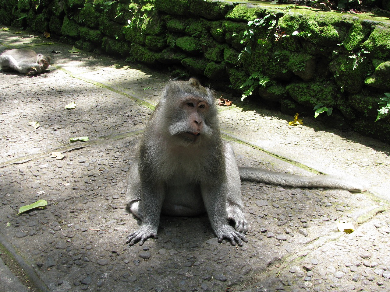 monkey bali ubud free photo
