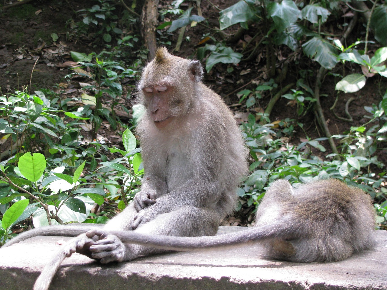 monkey sleeping indonesia free photo