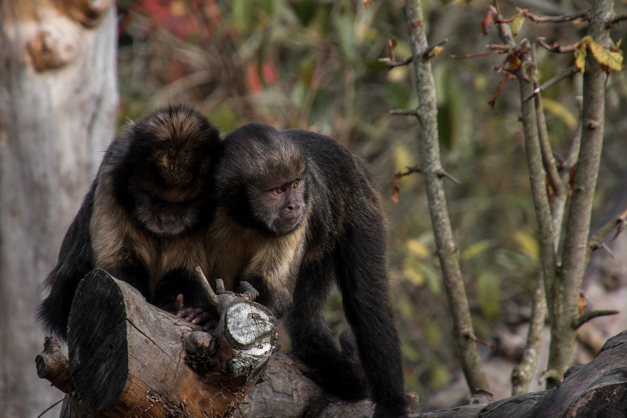 yellow bellied capuchin ape äffchen free photo